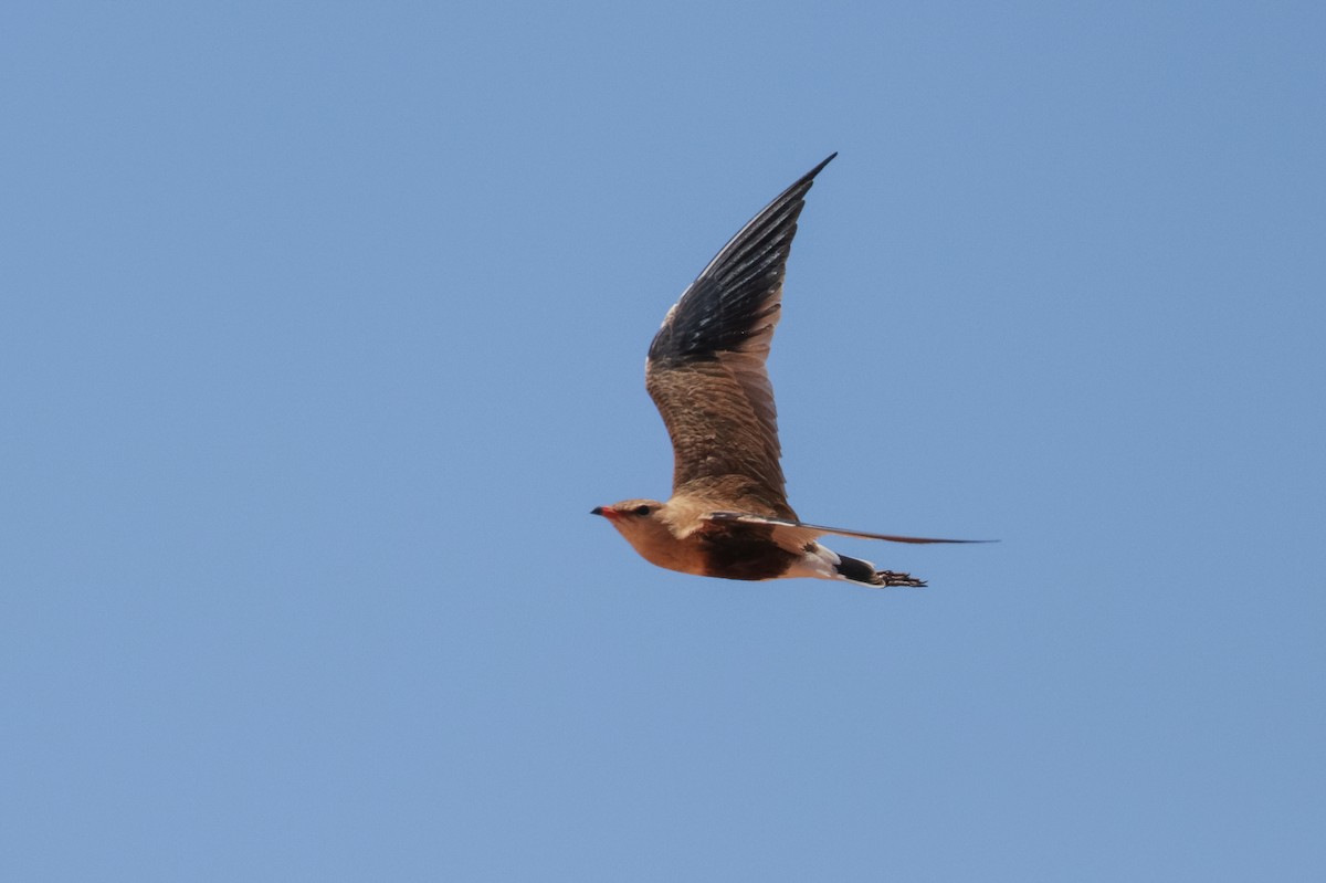 Australian Pratincole - Tommy Pedersen