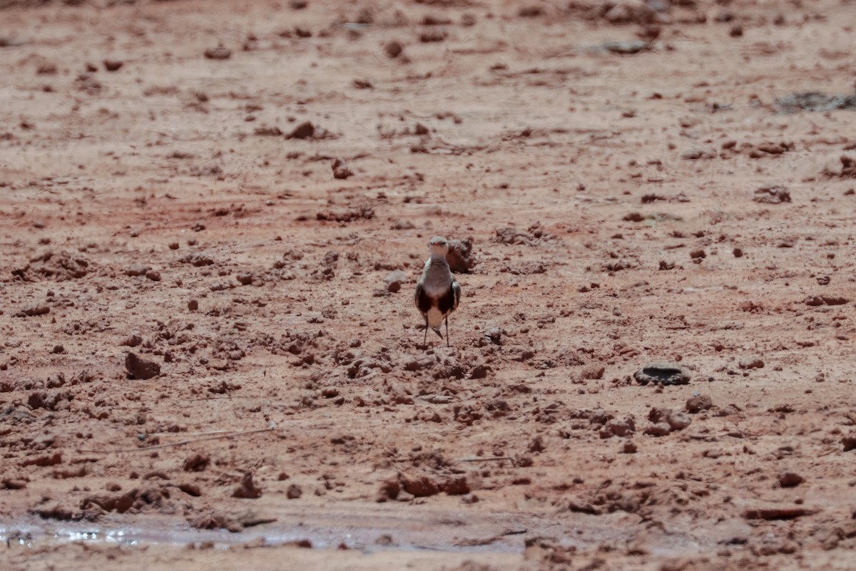 Australian Pratincole - Tommy Pedersen