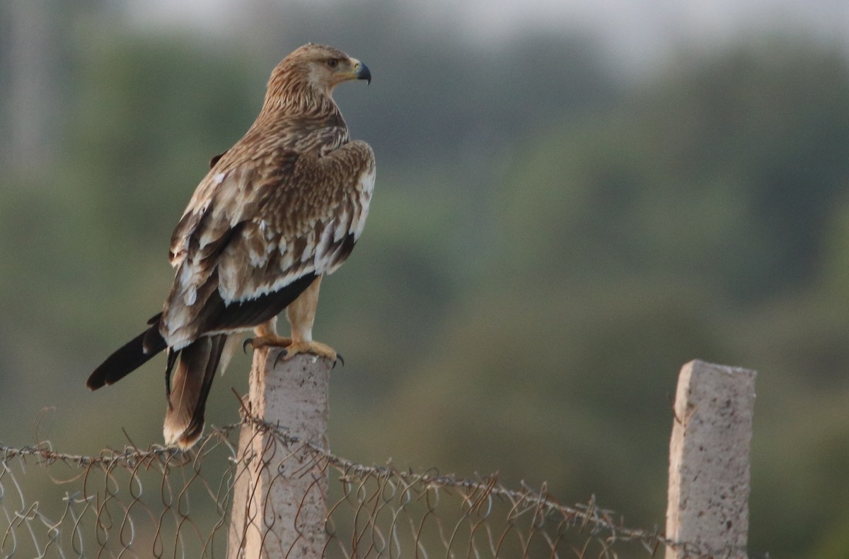 Imperial Eagle - Bhaarat Vyas