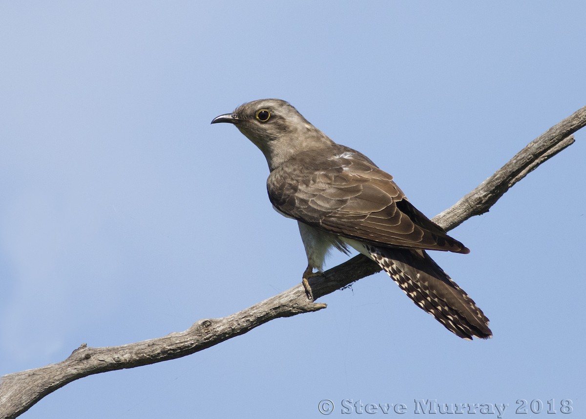 Pallid Cuckoo - ML121767921