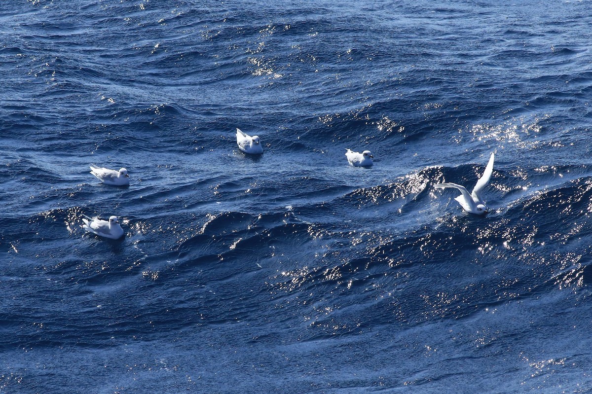 Mediterranean Gull - ML121768471