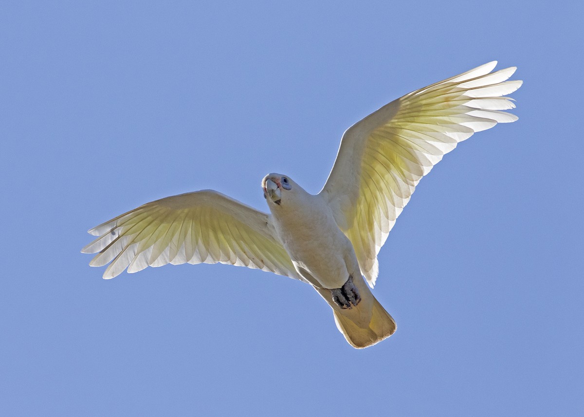 Little Corella - ML121768511