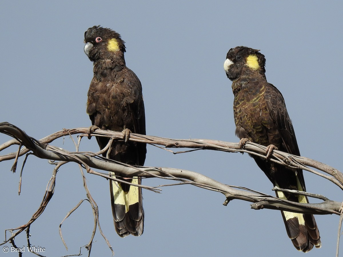 Yellow-tailed Black-Cockatoo - Brad White