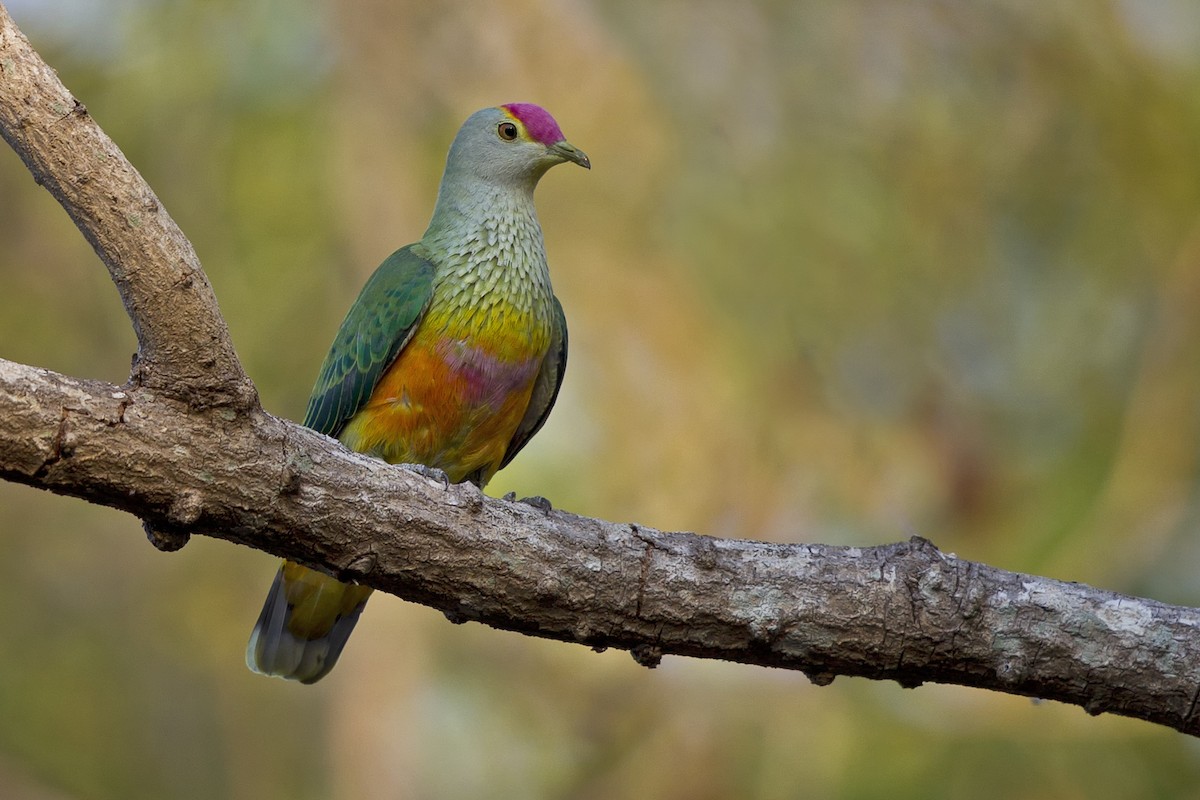 Rose-crowned Fruit-Dove - Mat Gilfedder