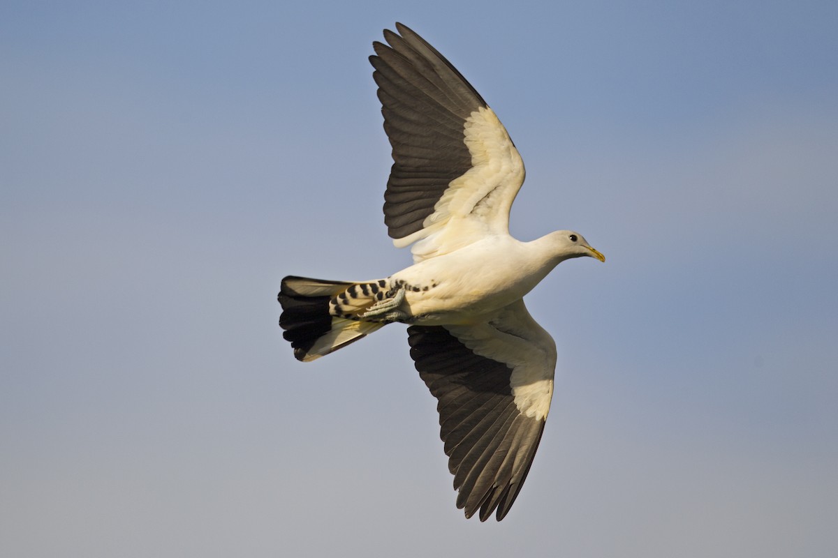 Torresian Imperial-Pigeon - ML121771551