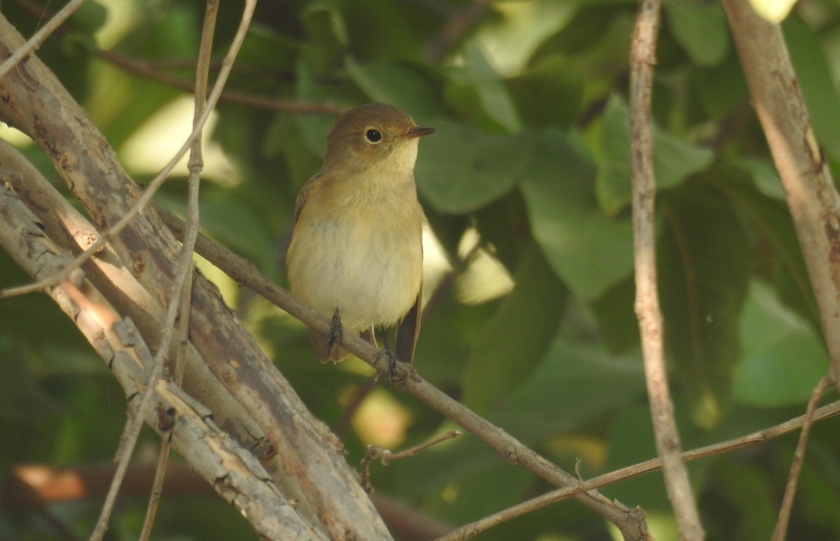 Red-breasted Flycatcher - ML121771671