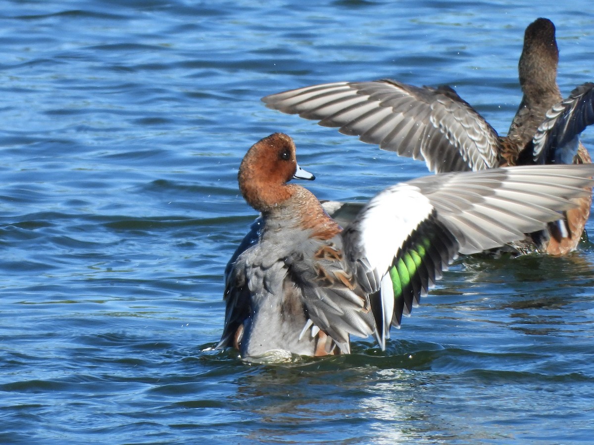 Eurasian Wigeon - ML121771711