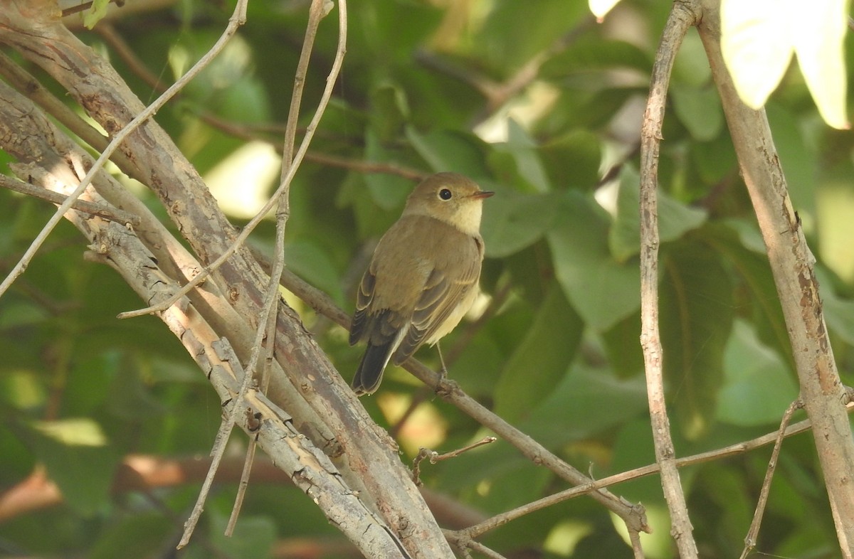 Red-breasted Flycatcher - Mittal Gala