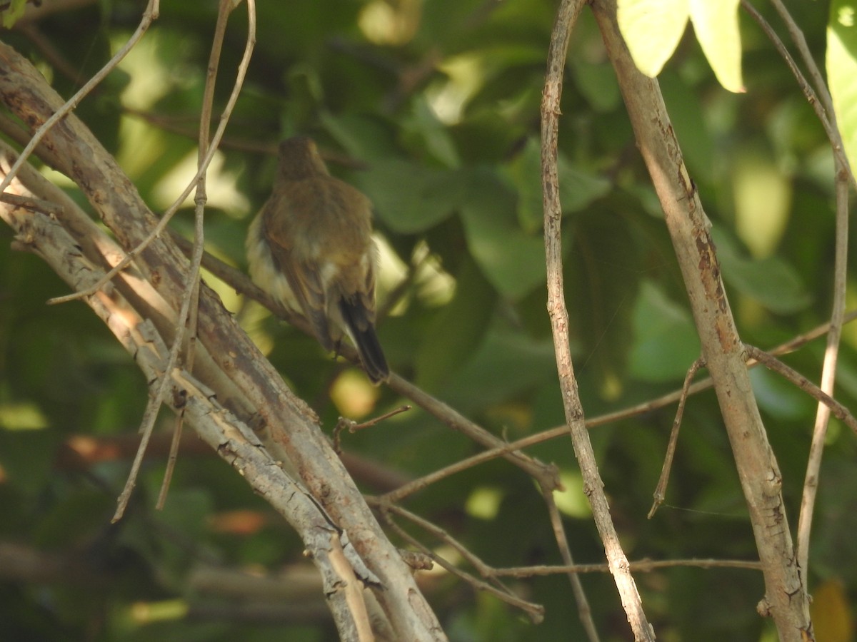 Red-breasted Flycatcher - ML121771751