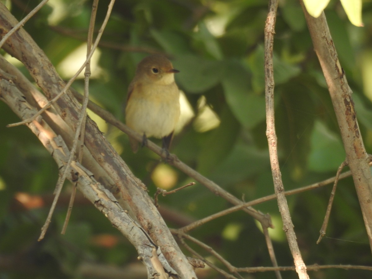 Red-breasted Flycatcher - ML121771771