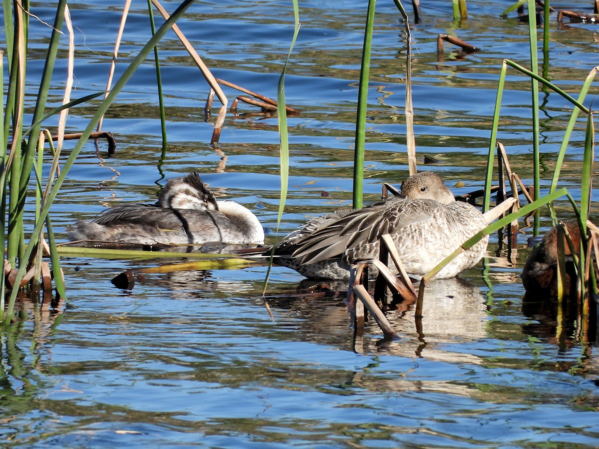 Northern Pintail - ML121771791