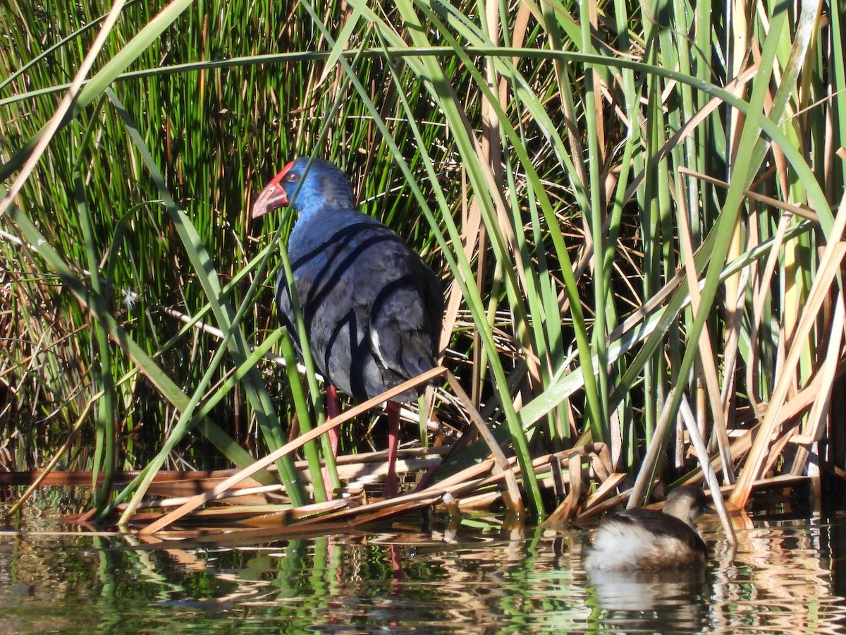 Western Swamphen - ML121771911