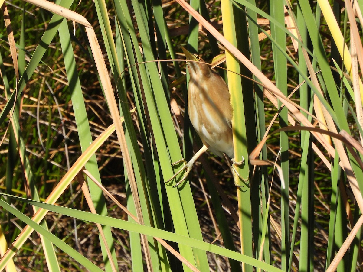 Little Bittern - ML121771971