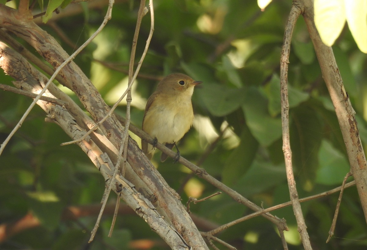 Red-breasted Flycatcher - ML121773231