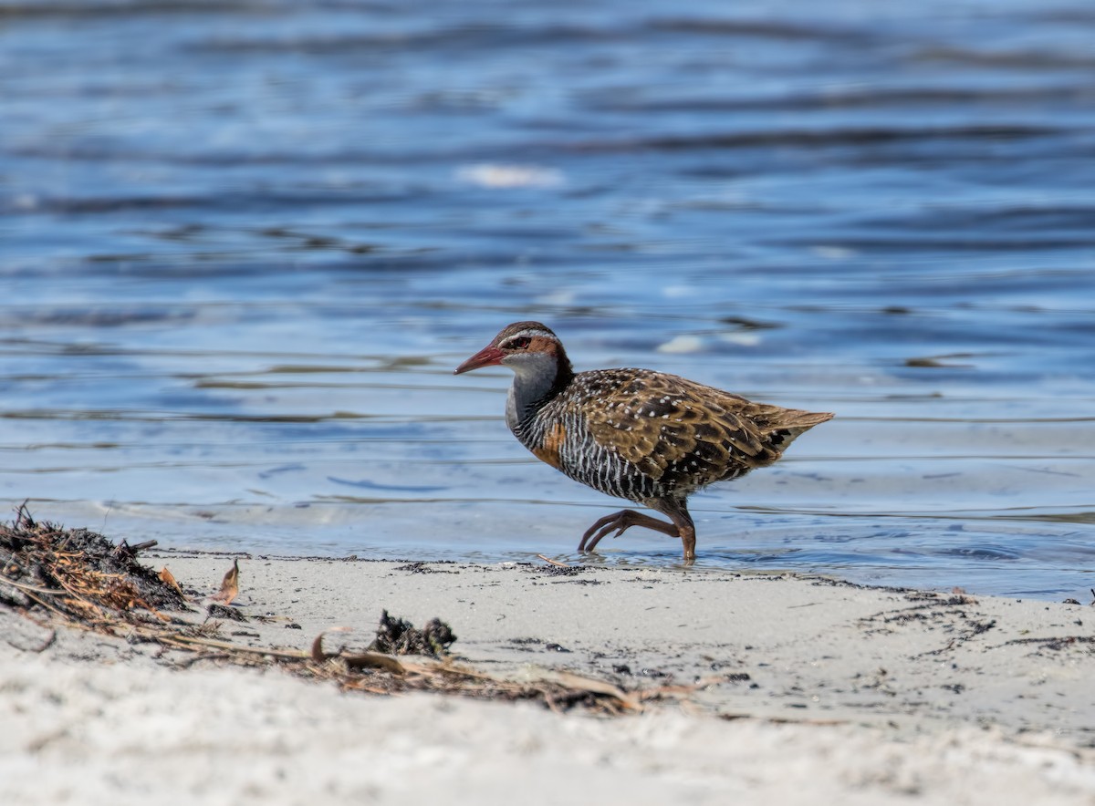 Buff-banded Rail - ML121773551