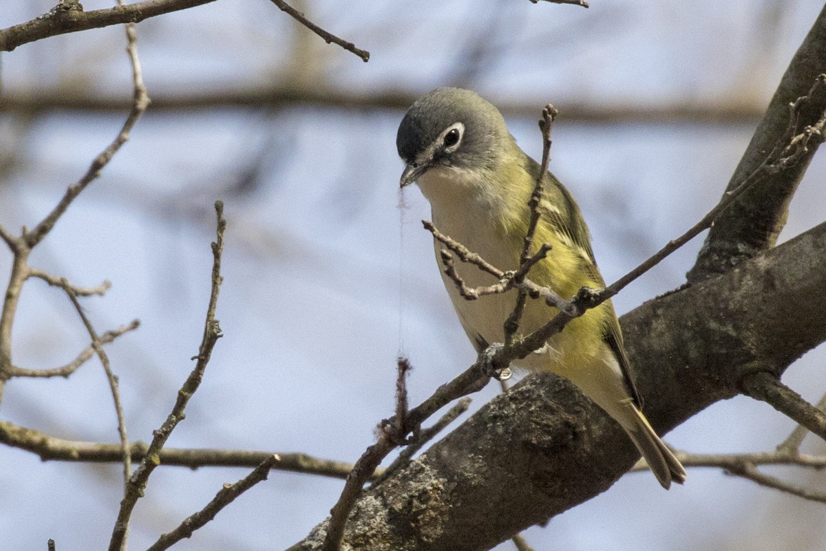 Blue-headed Vireo - ML121773611