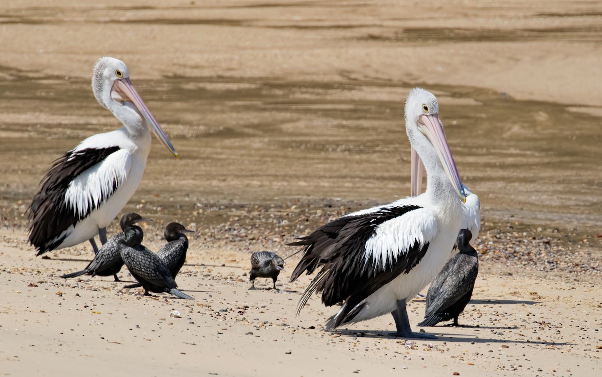 pelikán australský - ML121773641