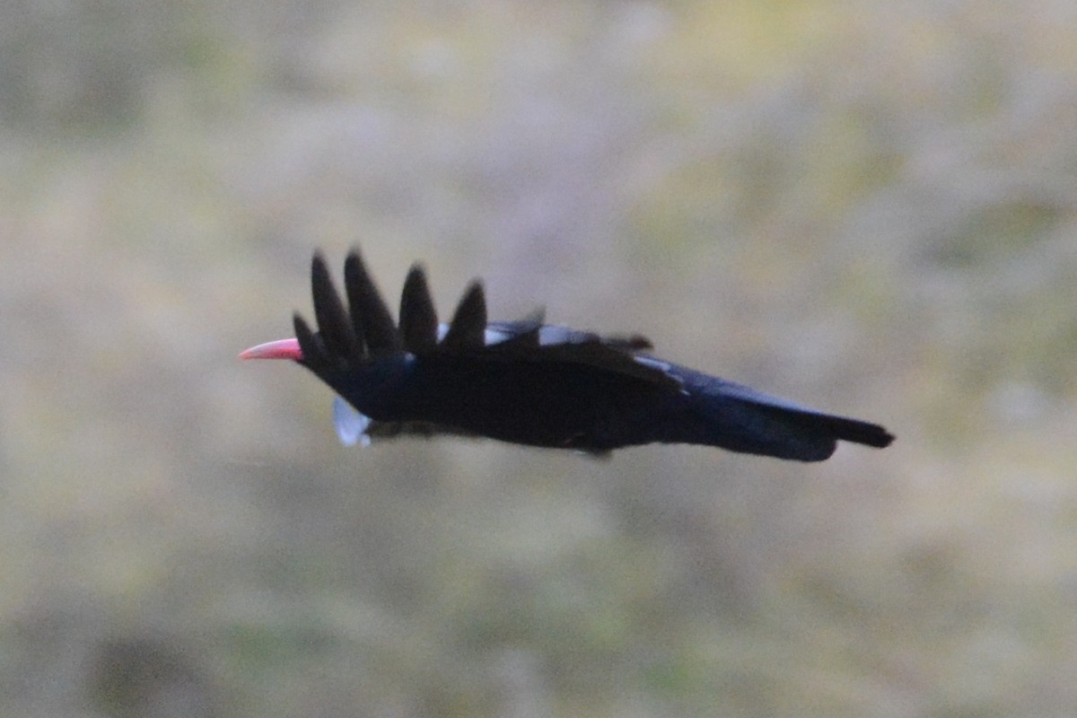 Red-billed Chough - Cathy Pasterczyk