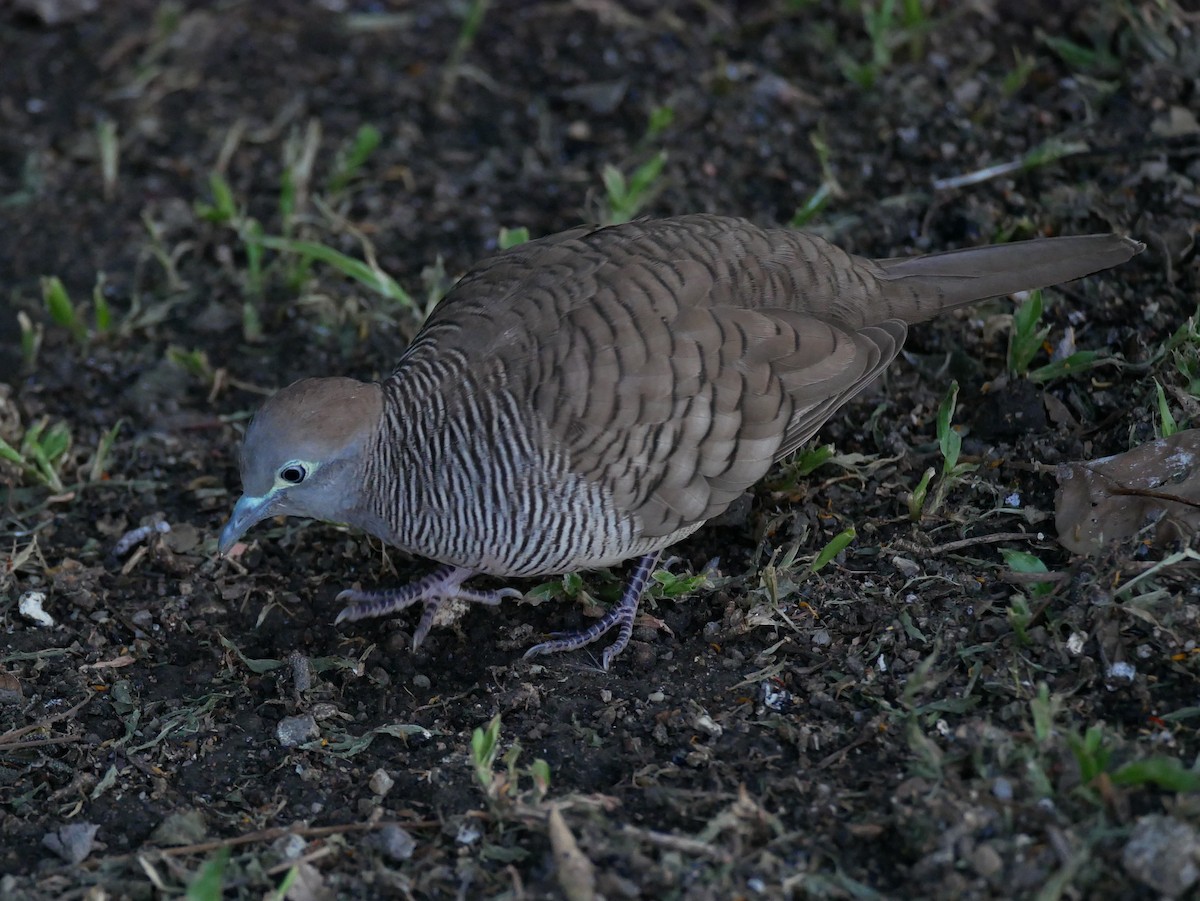 Zebra Dove - ML121774361