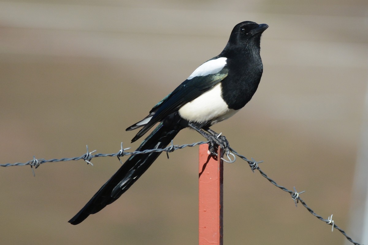 Black-rumped Magpie - ML121774781