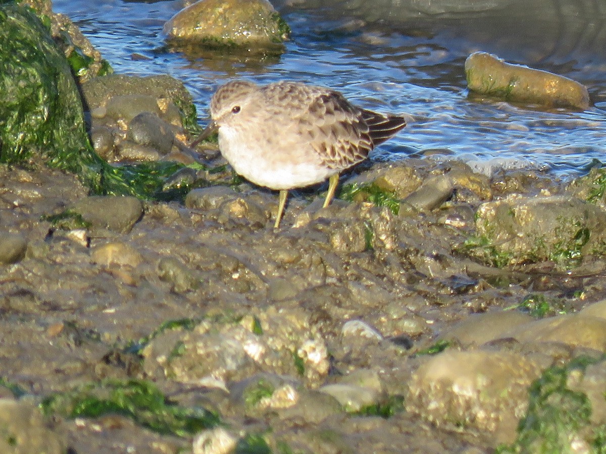 Least Sandpiper - ML121774991