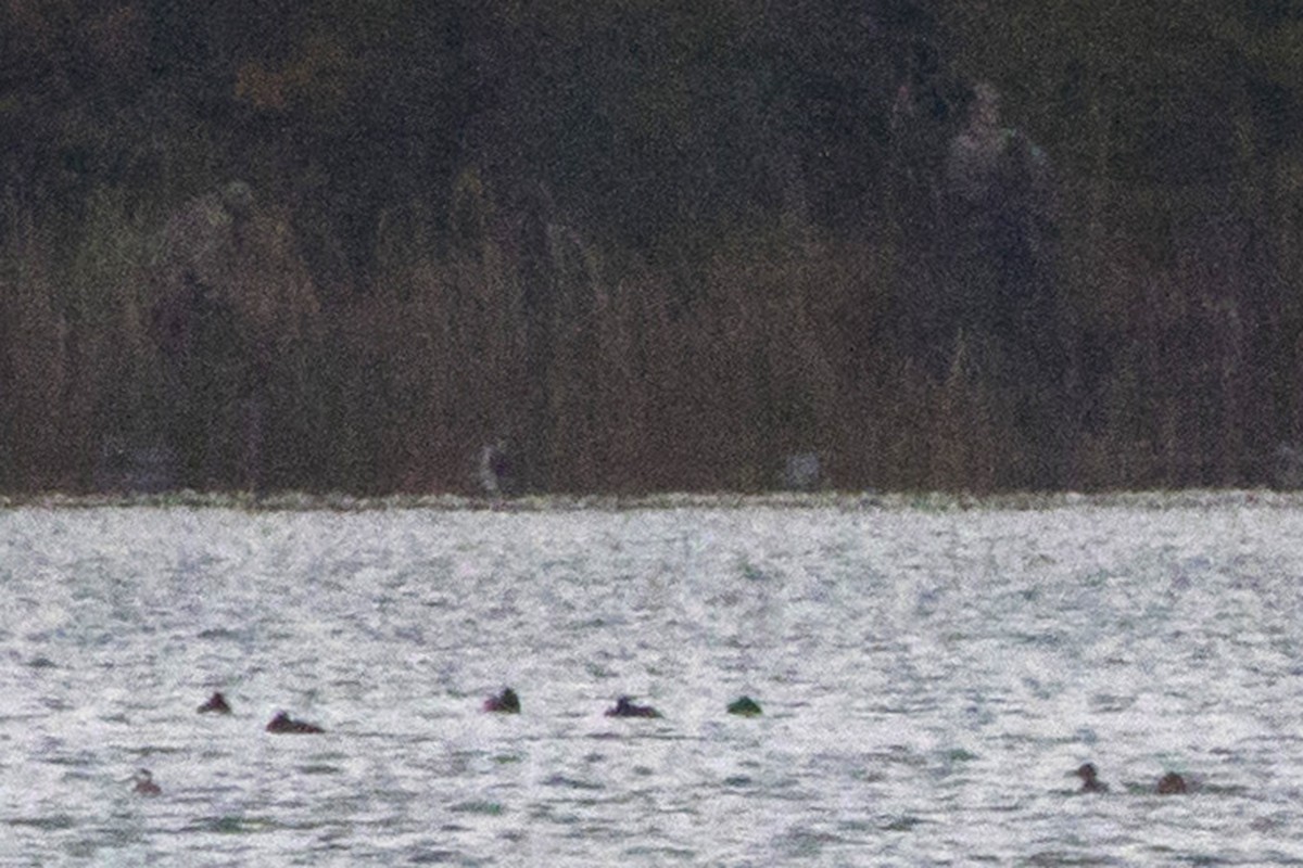 Ruddy Duck - ML121775711