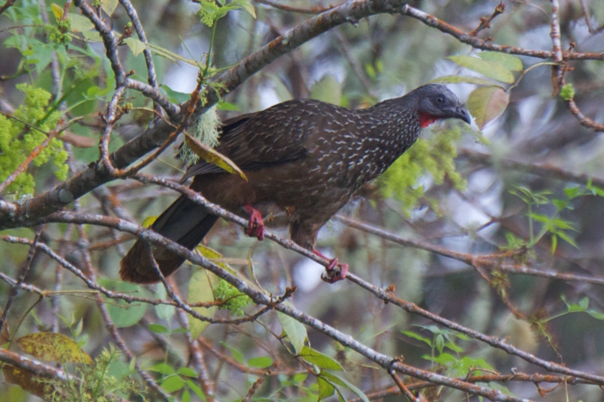 Band-tailed Guan - Robert Tizard