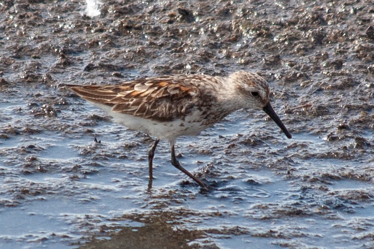 Western Sandpiper - ML121776471