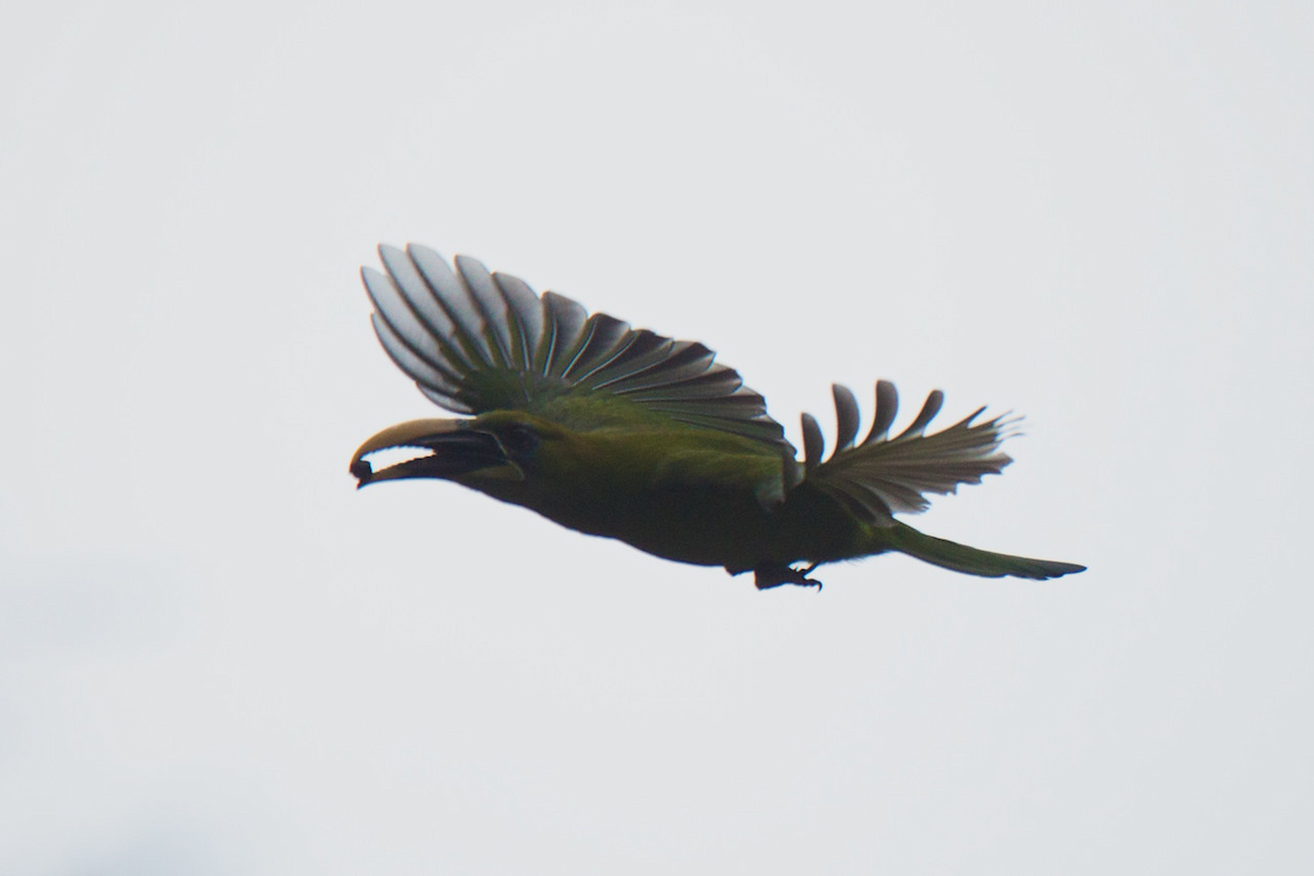 Groove-billed Toucanet (Yellow-billed) - ML121776641