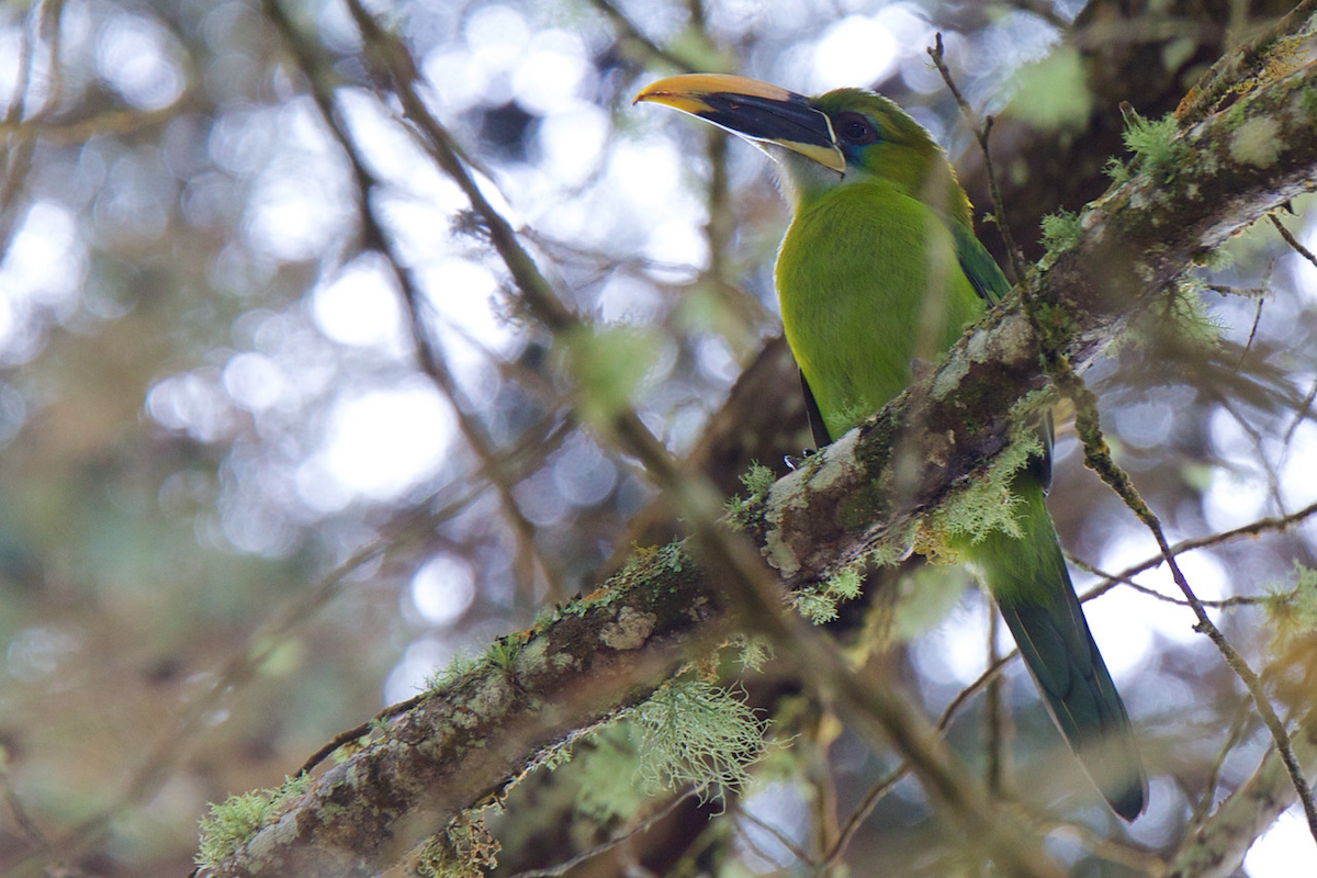 Groove-billed Toucanet (Yellow-billed) - ML121776651