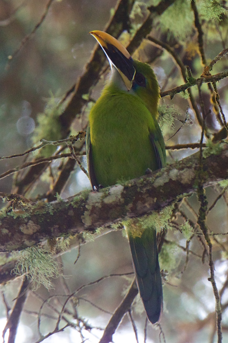Groove-billed Toucanet (Yellow-billed) - ML121776661