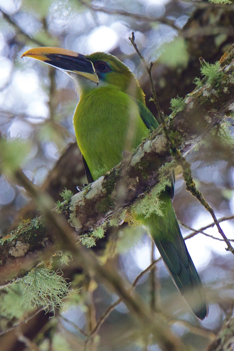 Groove-billed Toucanet (Yellow-billed) - ML121776671