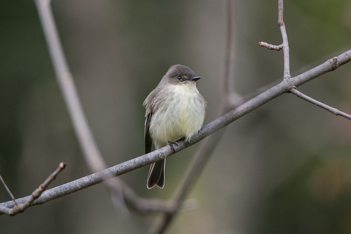 Eastern Phoebe - ML121777081