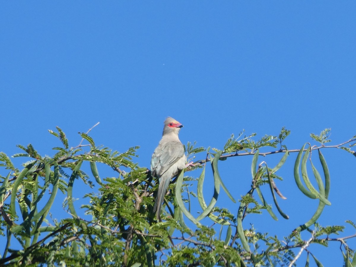 Red-faced Mousebird - Matthias Bachmann