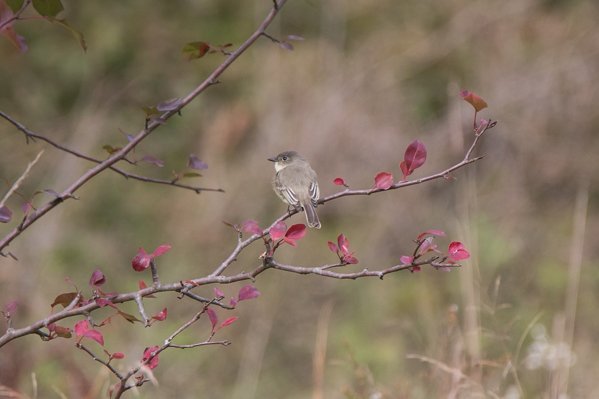 Eastern Phoebe - ML121777101