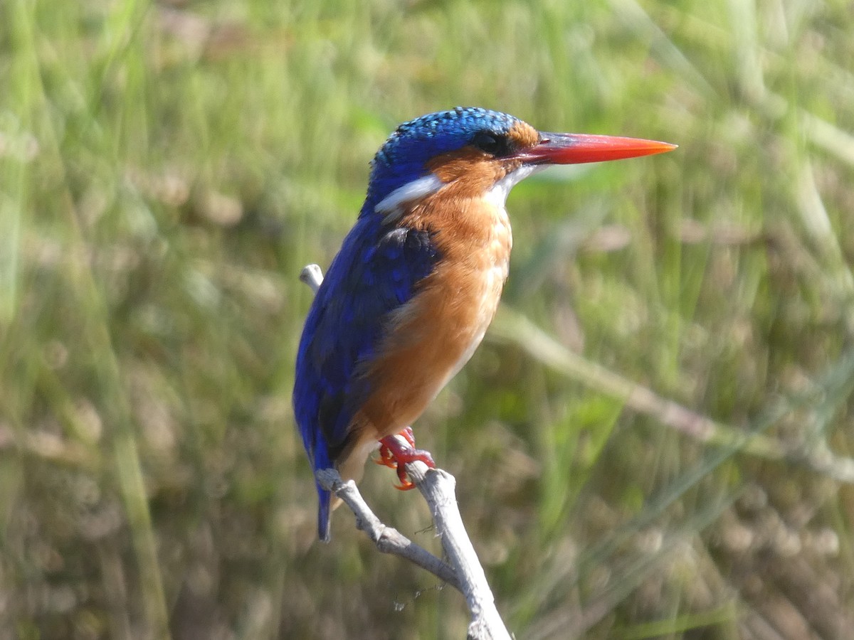 Malachite Kingfisher - Matthias Bachmann