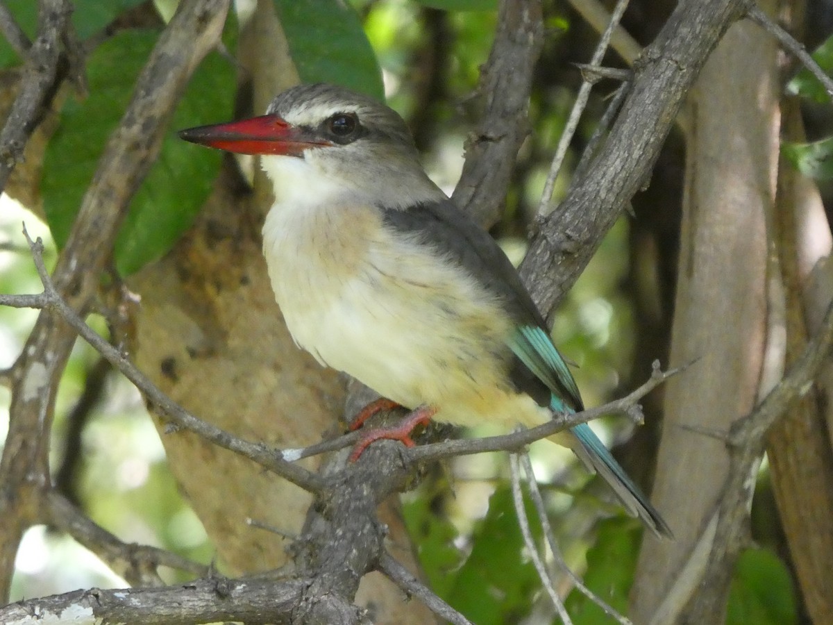 Brown-hooded Kingfisher - ML121777171