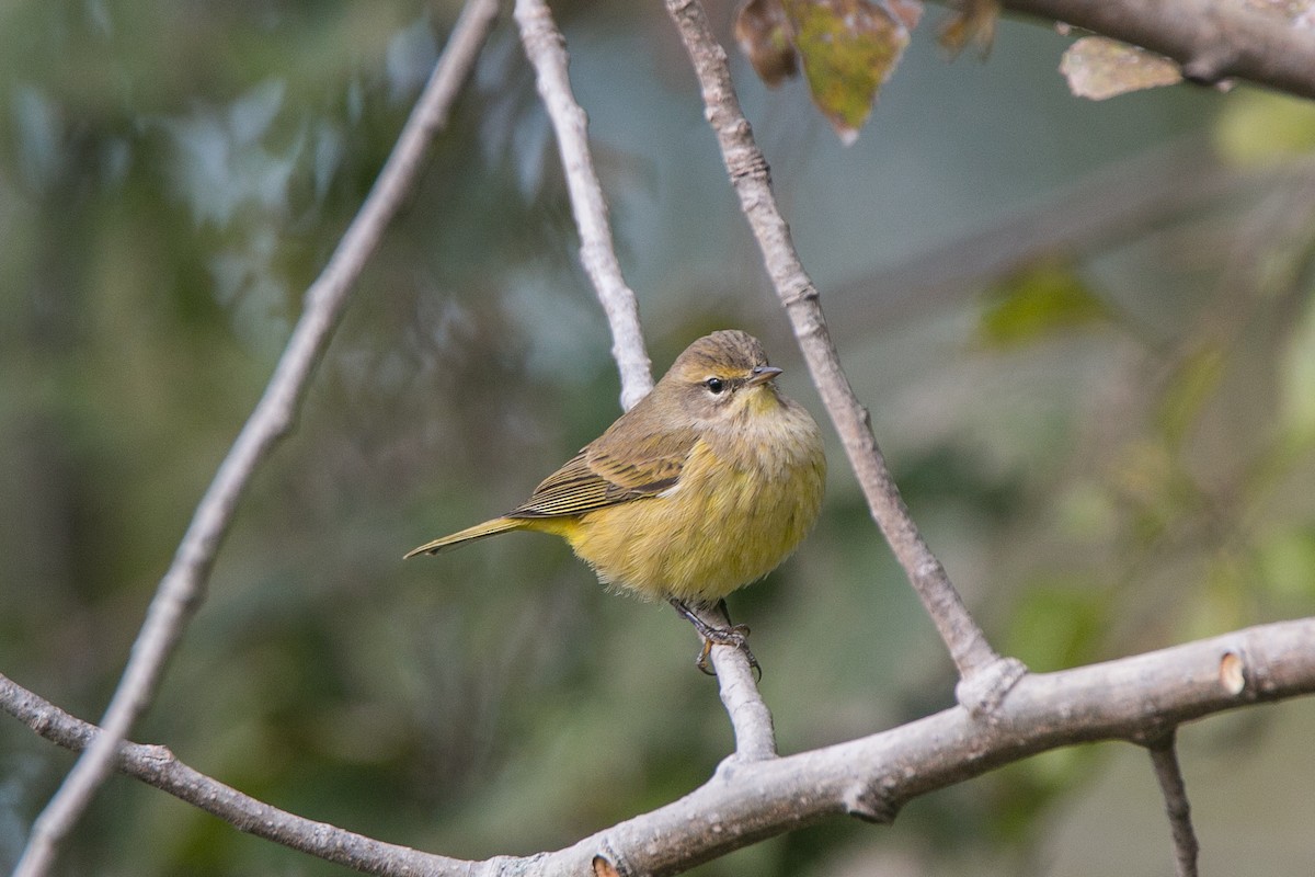 Palm Warbler - Tania Patch