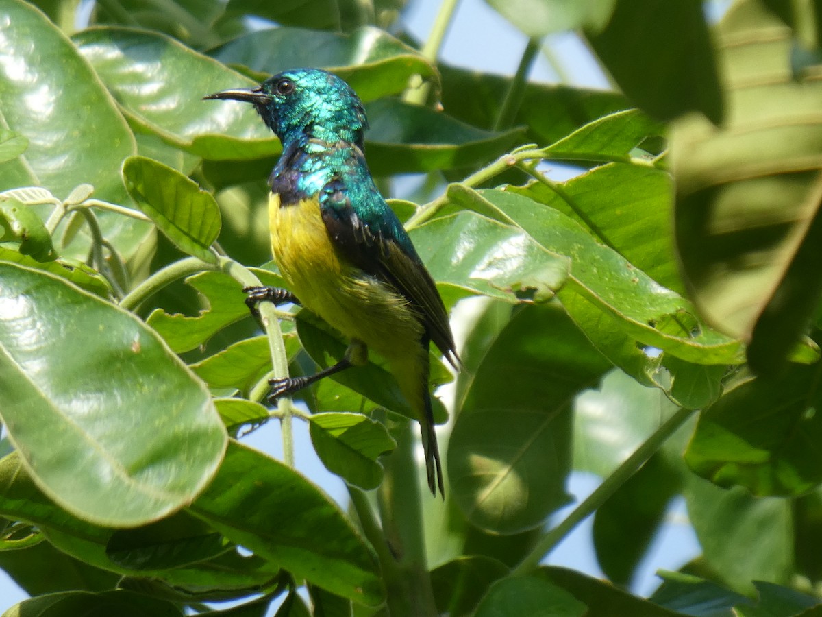 Collared Sunbird - ML121777521