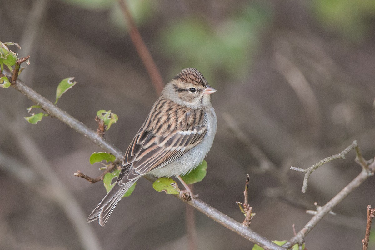 Chipping Sparrow - ML121777751