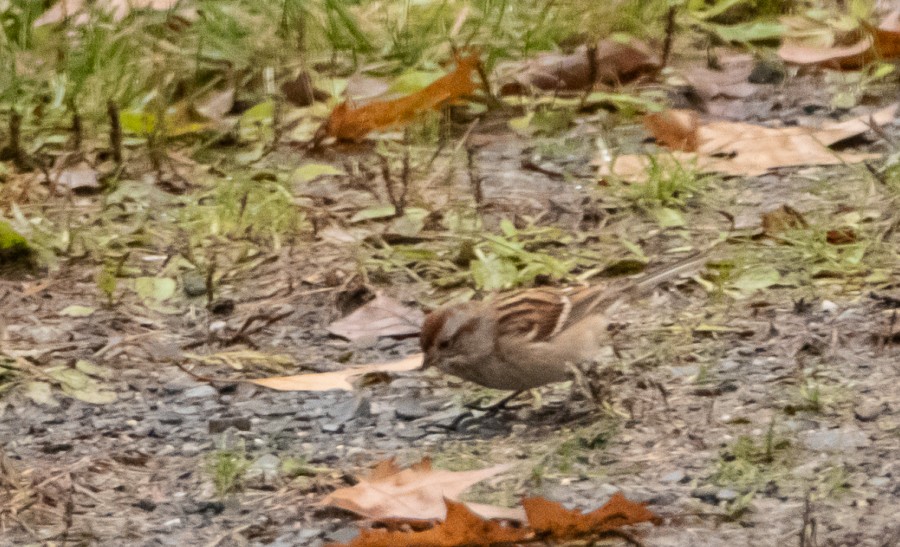 American Tree Sparrow - ML121777811