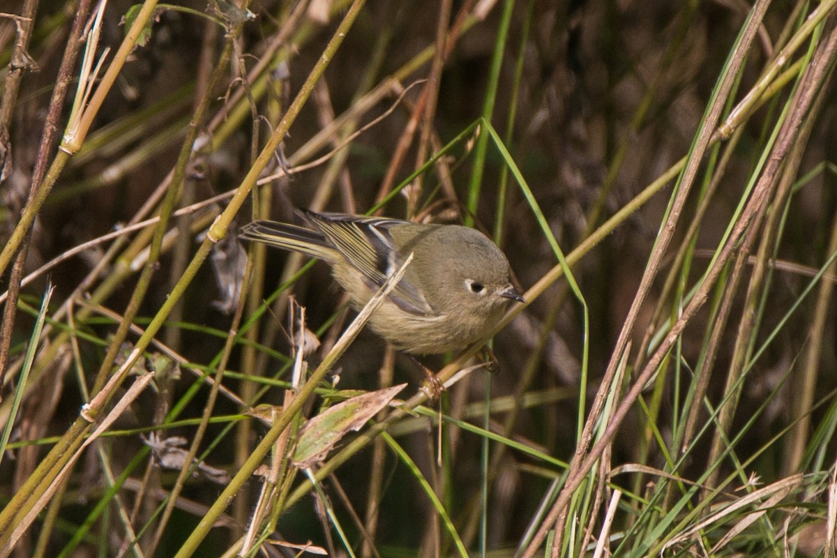 Ruby-crowned Kinglet - ML121777931