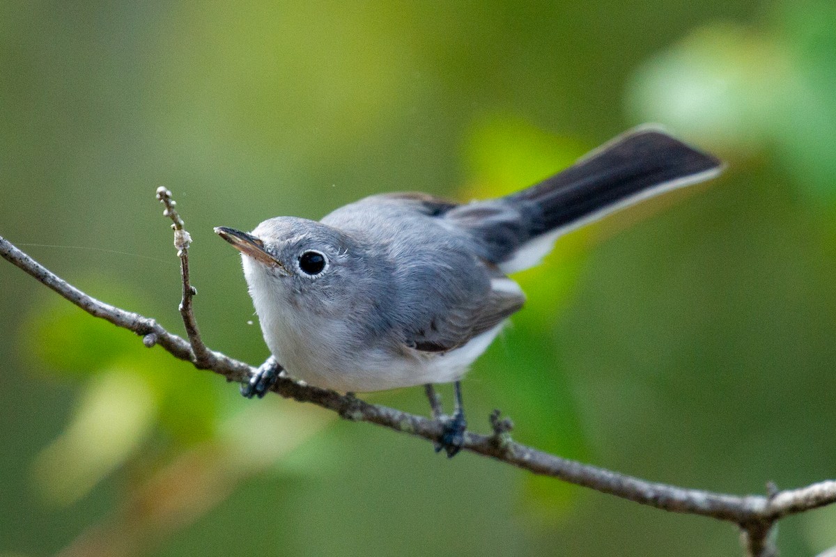 Blue-gray Gnatcatcher - Will Chatfield-Taylor