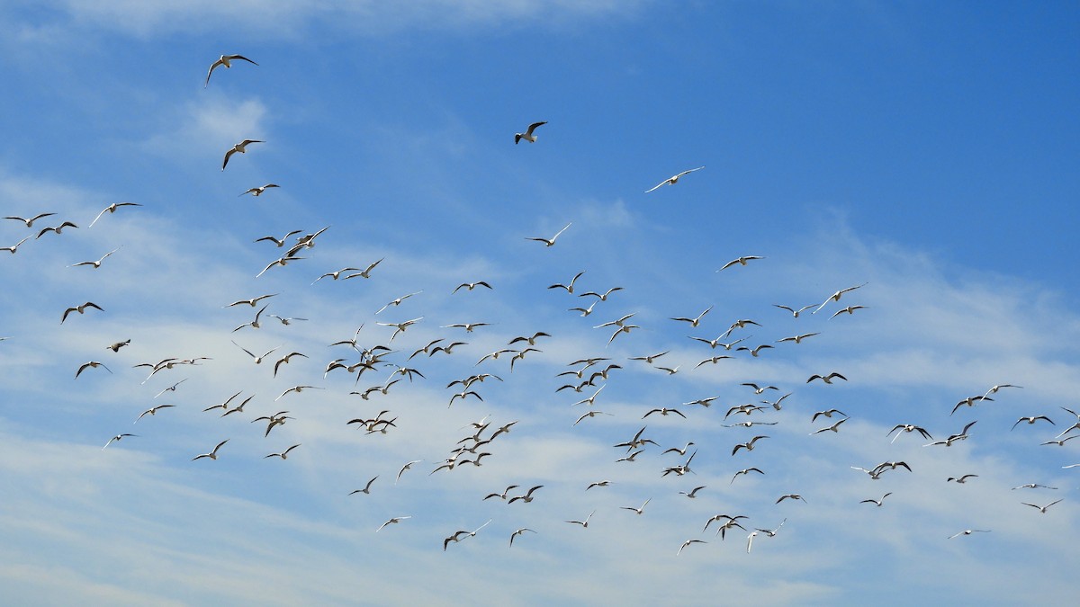 Antxeta mokogorria - ML121779861