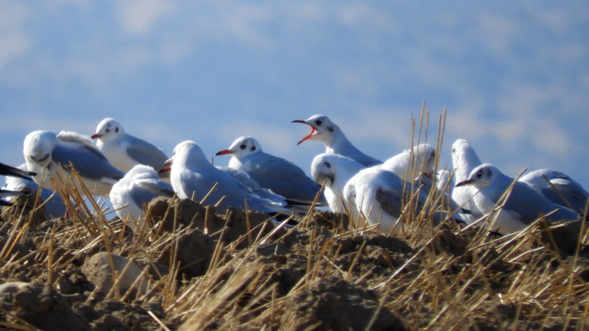 Antxeta mokogorria - ML121779901