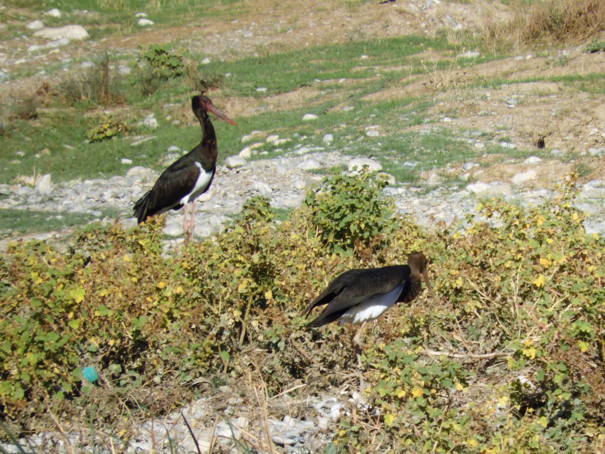 Zikoina beltza - ML121780041