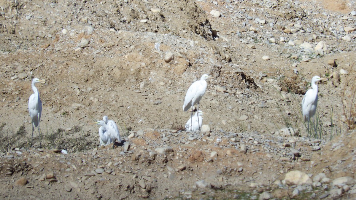 Koartza zuria - ML121780241