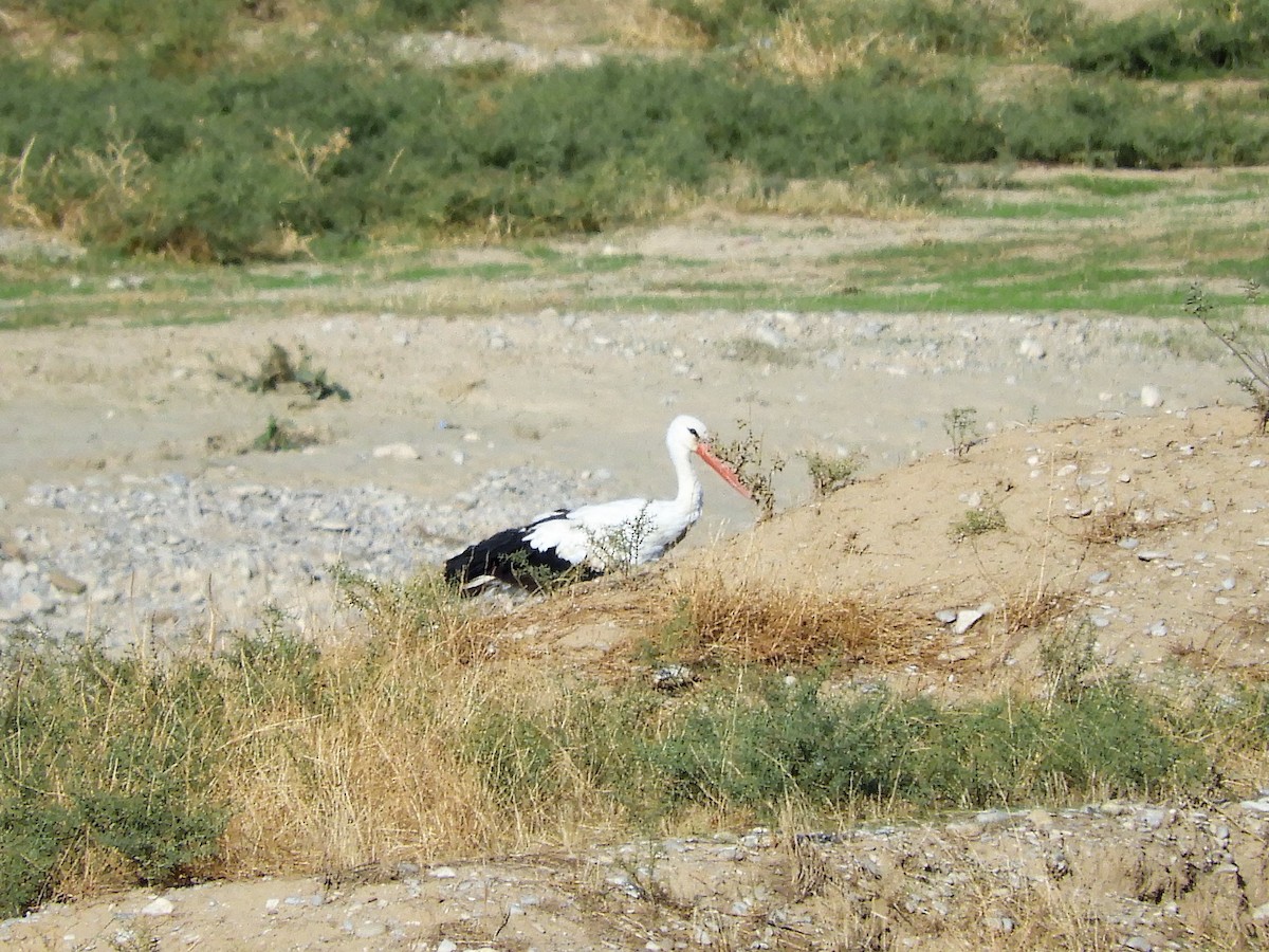 Zikoina zuria - ML121780251