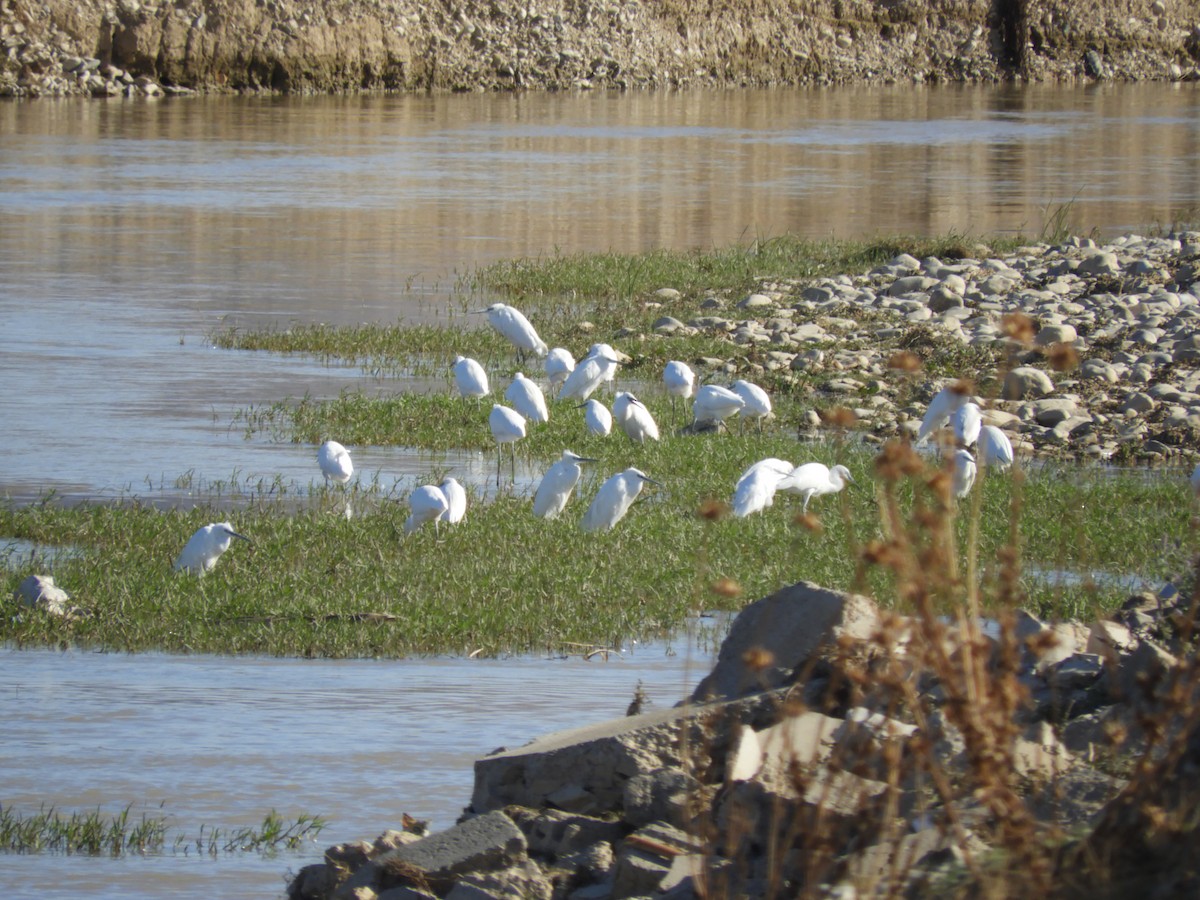 Koartzatxo txikia - ML121780391