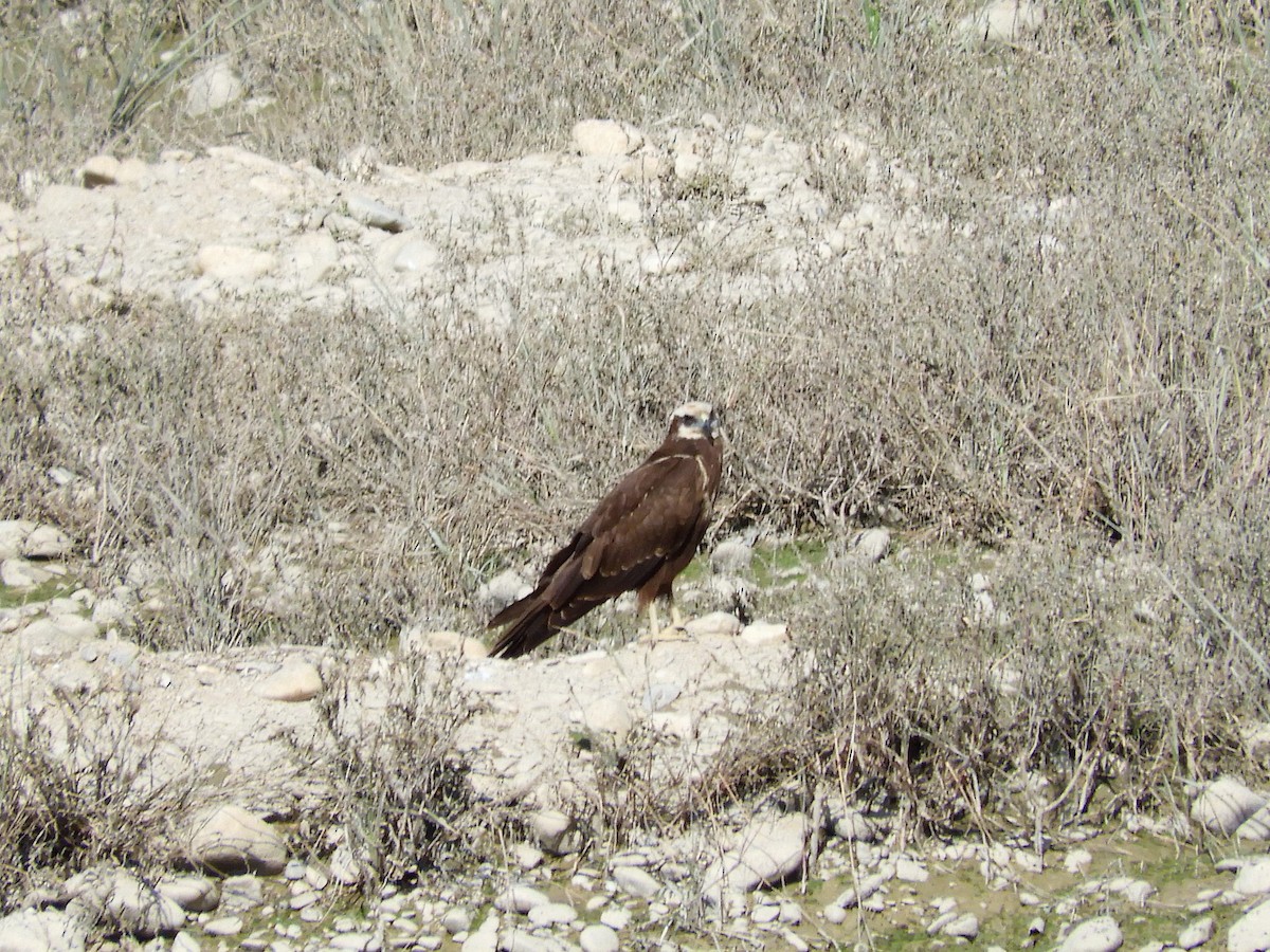 Zingira-mirotz eurasiarra - ML121780481